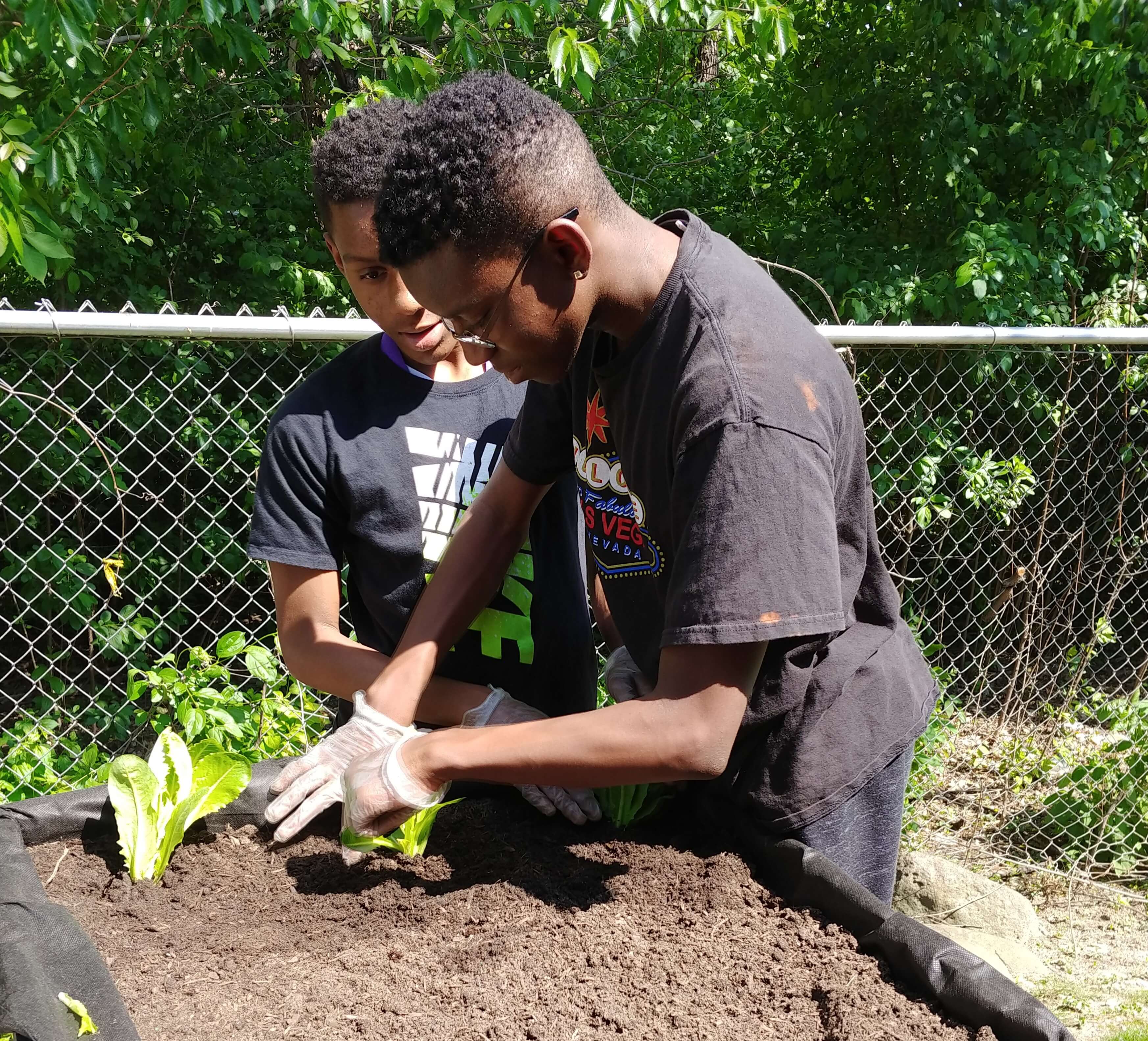 two African American youth gardening