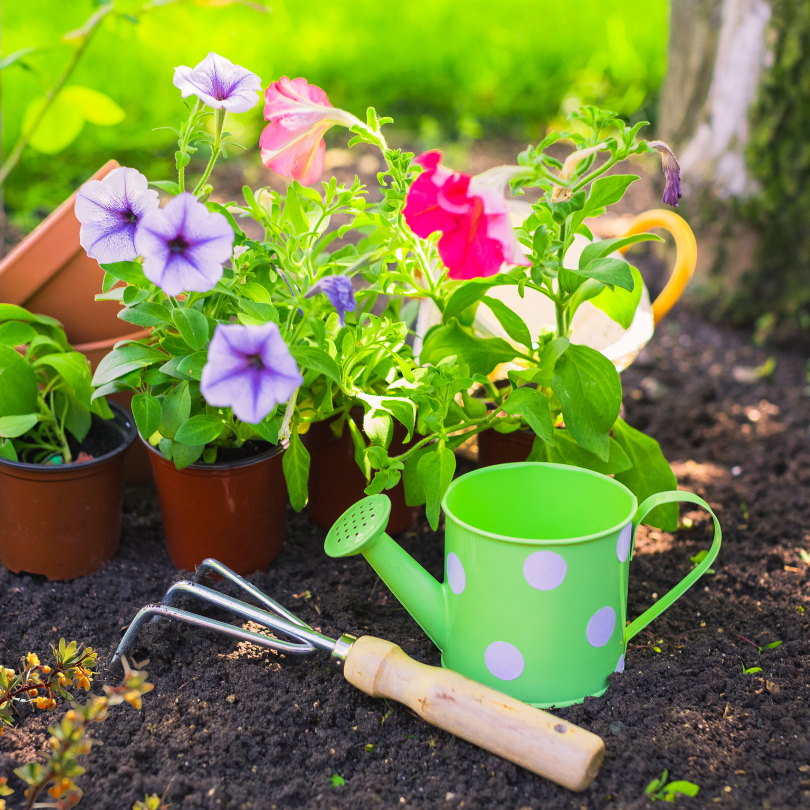 Colorful potted flowers sit on soil in a garden bed, surrounded by green leaves and bright sunlight.
