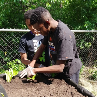 two African American youth gardening