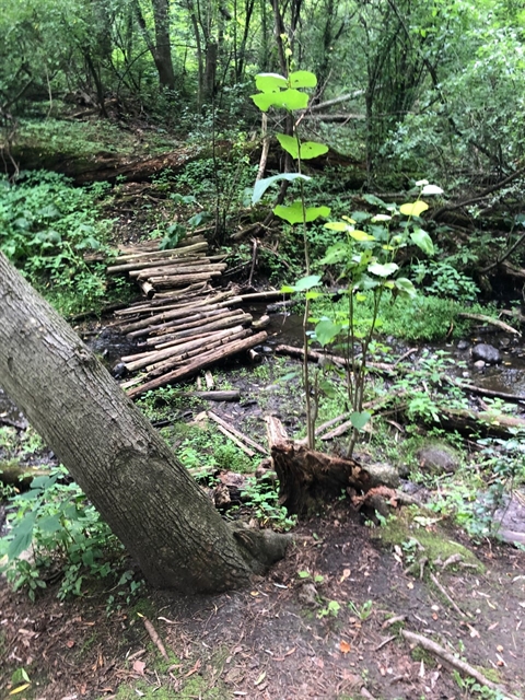Log bridge in the woods